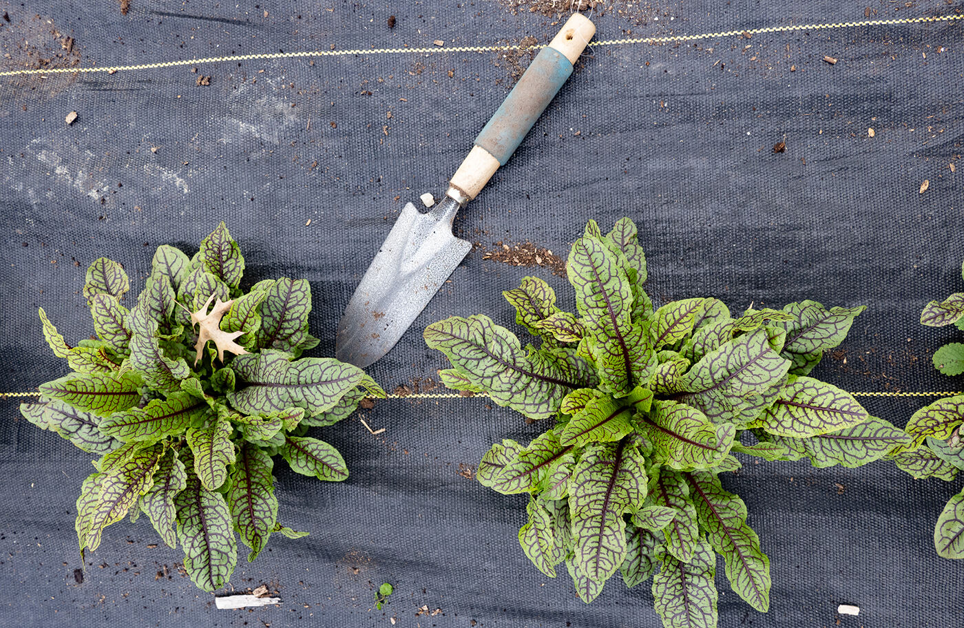 Sorrel in garden